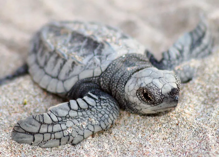 Capitán Suizo Beachfront Boutique Hotel